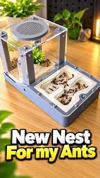 Getting These Beautiful Ants A New Setup