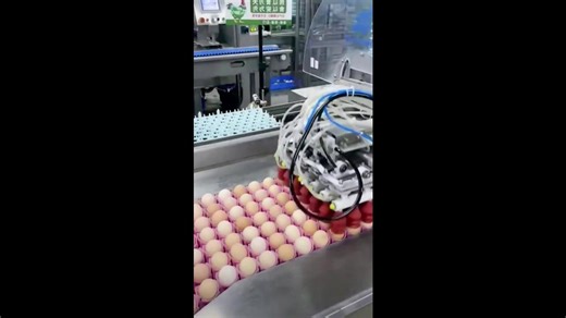 Efficient egg processing at factory in China