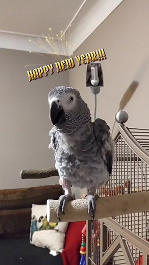 #birdsoftiktok #birds #parrots #pet #lol #fun #fypシ #funny #foryou #talkingbird #animal #animals #parrotlife #cosmothefunnyparrot #happynewyear #bird #parrot #fyp #petlife #talkingbirds #laugh #petsoftiktok #cute #sound #tech #comedy #parrotsoftiktok