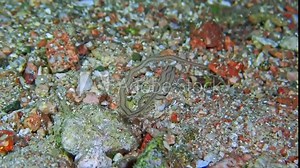 An octopus (Octopus cyanea) expertly camouflaged among rocks and algae, Red Sea, Jordan. Its ability to blend into its surroundings is spellbinding. Macro slow motion.
