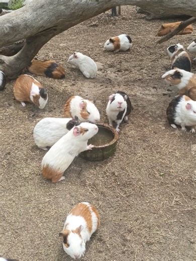 mambo🐄 #guineapig #hewanlucu #marmut #masukberanda #hewan | guinea pigs