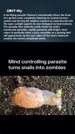 This Parasite controls the Snail's BRAIN 🐌 #shorts