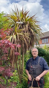15K views · 3.5K reactions | Cordyline australis Winter damage #gardentipsforbeginners #garden #plants #basketmaking | Dave The Plantman | Facebook