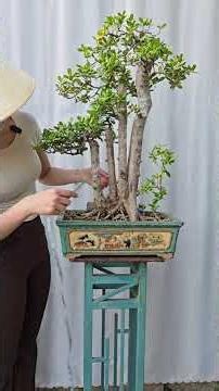 Bonsai Ứng | Giao lưu cùng ace cây hải châu. Ace xin liên hệ 0934 094 679 Ứng. Xin cảm ơn !!!