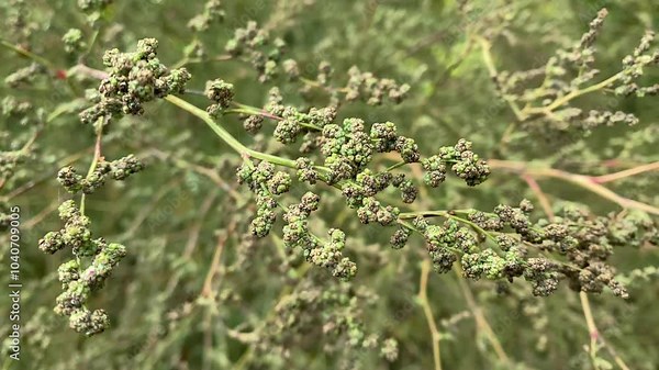 Chenopodium album is fast-growing weedy annual plant in genus Chenopodium. It is lamb's quarters, melde, goosefoot, wild spinach and fat-hen.