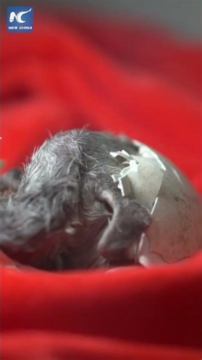 How a baby penguin hatches out of egg
