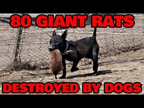 SWARM of 80 GIANT Rats Cleaned Up by Dogs.