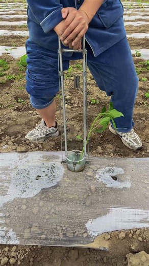Effortless Planting: Speeding Up Farming with a Mechanical Hand Transplanter! #shorts