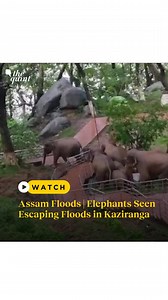 A herd of elephants were seen trying to escape the floods in #Assam's Kaziranga, with the #Brahmaputra river flowing over the danger mark. Over 35,000 people are affected in at least 13 districts of the state. | The Quint