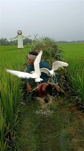 “Silent Bird Catching Trick in Rice Fields 🐦😮 | Village Life