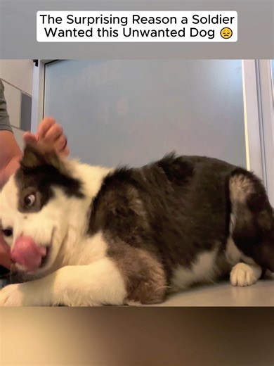 Understanding Shelter Dogs: Rescuing a Hyperactive Pup