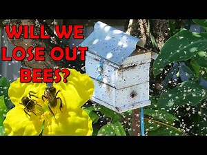 Australian Native Bee Swarm