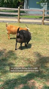Let’s measure Bella!🐐 | Katie Van Slyke