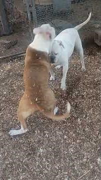 How to know if your dog is pregnant#shorts#viral#dogs#dog#pets#bulldog#puppy#love#subscribe#views