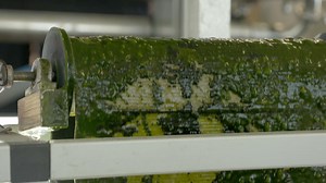 From Meat to Meatless: How One Former Chicago Meatpacking Plant is Going Green | The Union Stockyards | Chicago Stories | WTTW Chicago