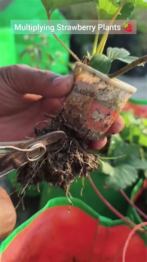 Strawberry runners cutting| multiplying Strawberry Plants 🍓 #terracegarden