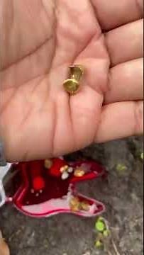 Plies Buries His Gold Teeth Before Unveiling His Teeth