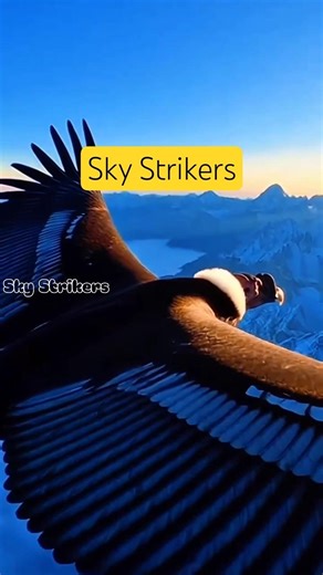 The King of the Skies: Giant Andean Condor Soaring Over Mountains 🦅🏔️ #birds #wildlife #shorts