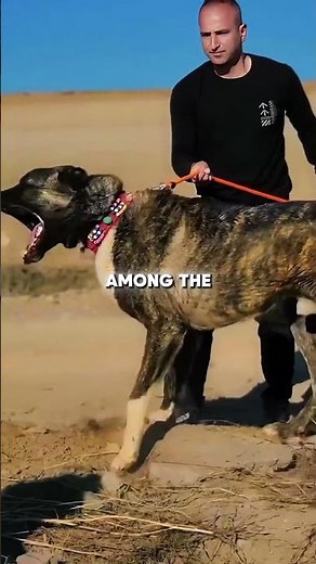 Kangal Dog: The World’s Strongest Guard Dog Explained 🔥🐶