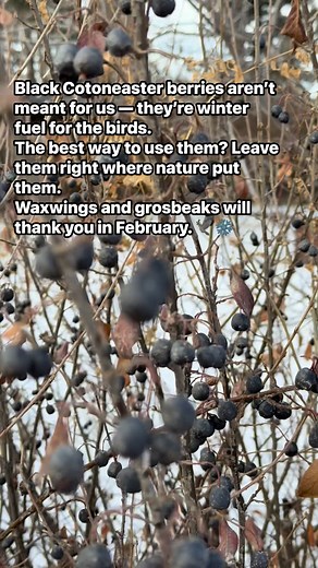 Black Cotoneaster berries look simple, but they’re one of the most important offerings in the winter garden. Not for us — but for the birds who depend on them when everything else is gone. These deep purple-black berries hold more oils, more sugars, and more antioxidants than the red varieties. They hang on through the freeze–thaw cycles, staying edible even in late February when food is at its thinnest. And the most important thing we can do with them? Leave them right where they are. Nature kn