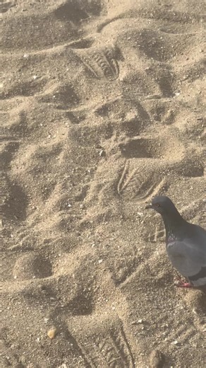 เสียงเหมือนไก่ไหม#cn_cargo