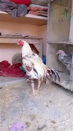 Java murga alhamdulillah ❤️❤️ #music #phonk