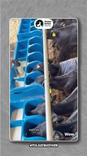 Modern Farming: Smart Technology for Calf Milking