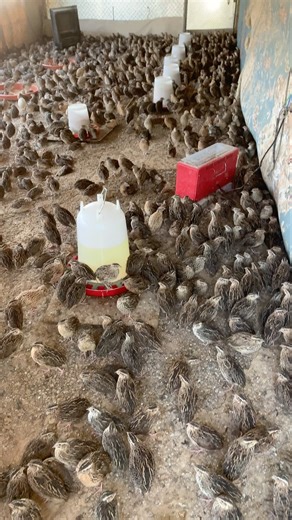 🐦 Inside the Quail Farm | A Look at Sustainable Poultry Life