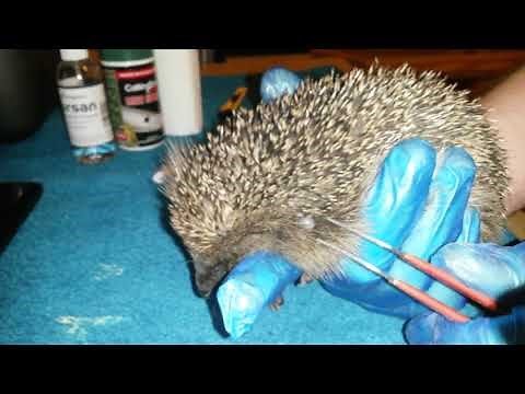 Hedgehog Tick Removal