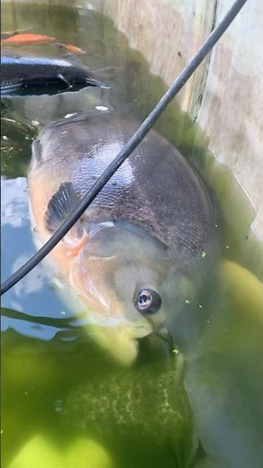 Red belly 3 feet pacu #fish #freshwaterfish #viralvideo #aquarium #pacufish #fyp #shorts #fishlife