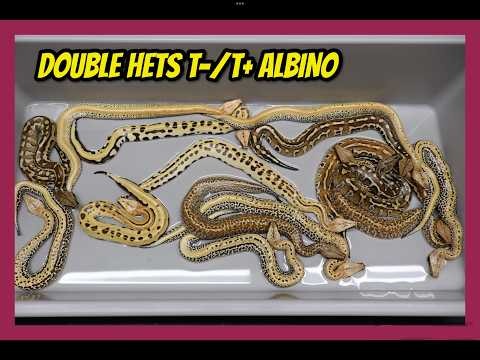 T+ Mixel x Odd T- Albino Blood Python Clutch!
