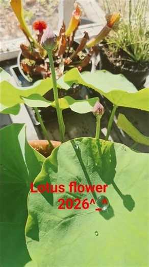 lotus flowers for 2026! just getting started! #lotus #lotusflower #nelumbo #plants