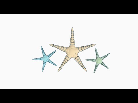 Time-lapse; Designing a Flexi Starfish in Tinkercad