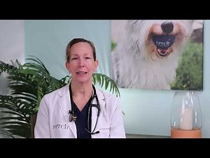 TPLO Surgery for Dogs | Expert ACL/CCL Repair by Board-Certified Surgeons at Fetch Vets