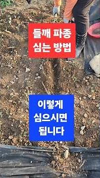 들깨 씨앗 파종 방법, 이렇게 심으시면 됩니다 #농사 #들깨 씨앗 파종 방법 #shorts