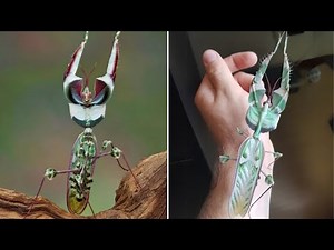 Devil’s Flower Mantis: The Insect That Looks Like a Flower 🌸🪳