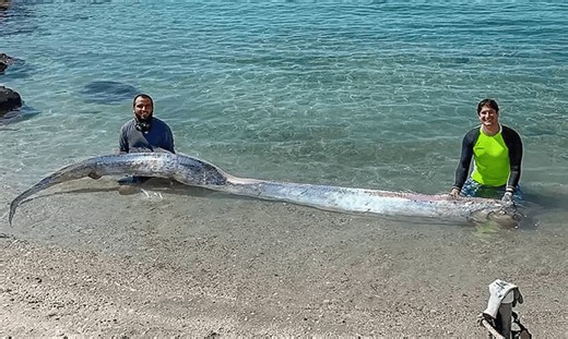 Rare Deep-Sea "Doomsday Fish" Washed Ashore and People Are Convinced It’s a Bad Omen
