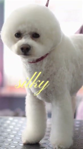 Grooming Shih Tzu Maltese