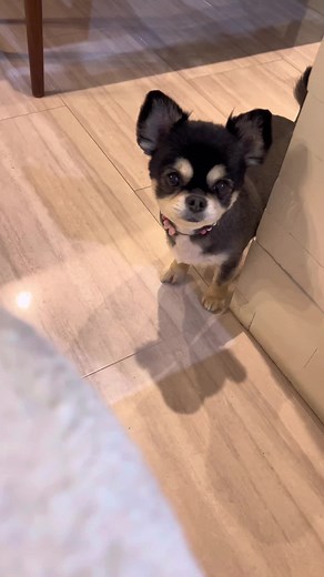 犬が泣く時に慰めるチワワの優しさ