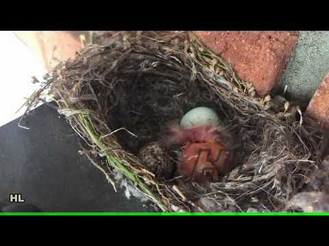 Baby Finches from egg to a little bird, growing up and flying away. One baby bird dead.