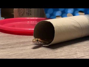 8 Month old Cornsnake “Normal” Foraging