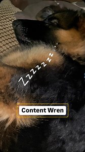 Sleep for dogs and wolves isn’t just about biology; it relies heavily on feeling safe in their surroundings. When these animals feel secure and protected, they can fully embrace the restorative power of sleep, which is essential for their overall health—both physically and mentally. We humans are no different! When we’re grappling with uncertainty or anxiety, our minds can feel like they’re constantly on high alert, making it tough to relax and drift off into a deep, restful sleep.😴 Prioritisin