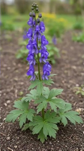 Aconite — The World's Most Poisonous Flower | Deadly Beauty | Floral Planet💜