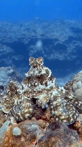 Watch this amazing octopus change colors as it swims! 🐙✨ One of the ocean’s most intelligent and fascinating creatures — true masters of camouflage and mood expression. #octopus #octopuslove #camouflage #underwaterworld #redsea #scubadiving #divinglife | Scuba Diving Holidays
