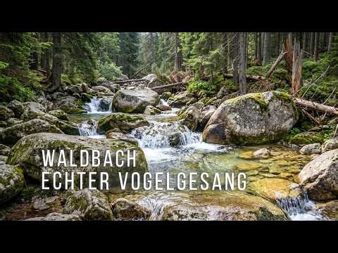 🌿 Let Nature Quiet Your Mind • Real Birdsong & Water Sounds • 3 Hours | Calm & Study