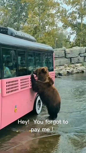 Funny Bear Compilation: Cute and Hilarious Bear Moments