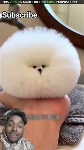 very small dog🐕| New Viral Gadgets,Smart Appliances, Kitchen Utensils/ Home Inventions