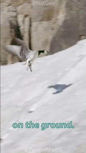 The Chick That Jumps Off A Cliff To Survive: Arctic Barnacle Geese 🐣🐣🐣