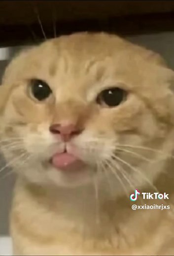The Cutest Kitten Tongue You’ll Ever See! 😋