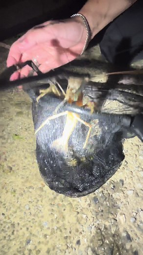 巨大なコンジンテナガエビを水路で捕獲！手長指と間違えるほどの大きさに驚き